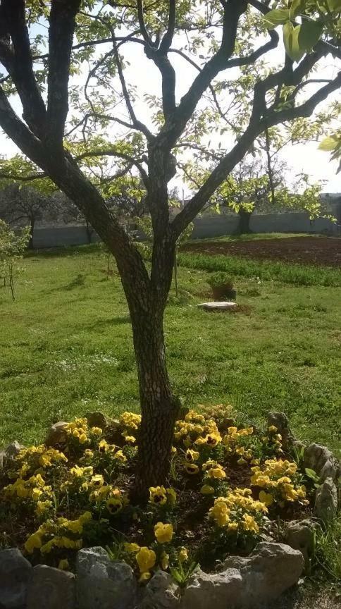 Apartments Villa Ulivo - Apartment Sol فاجانا المظهر الخارجي الصورة